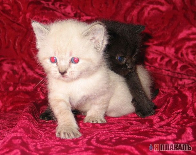 Коты, кошки, котята