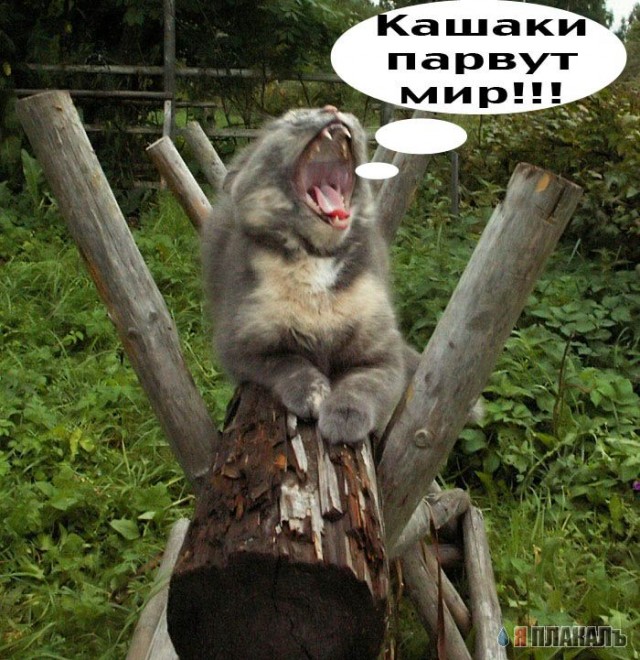 Позитивные кошаки на понедельник!