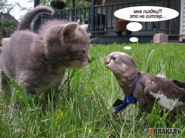 Коты, кошки, котята