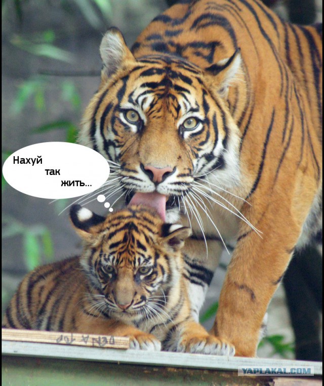 И за ушами помой! Как тигрица купала своего малыша