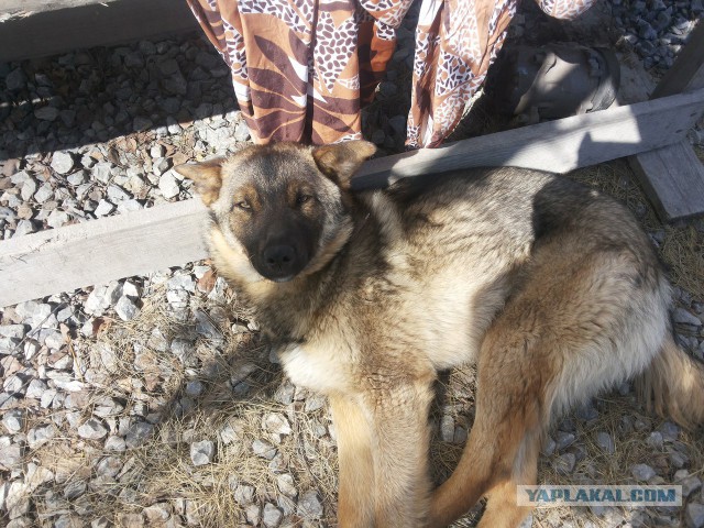 Второе спасение Жопика