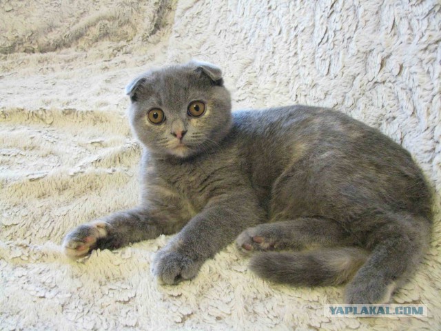 Котовторник 17.05.2016