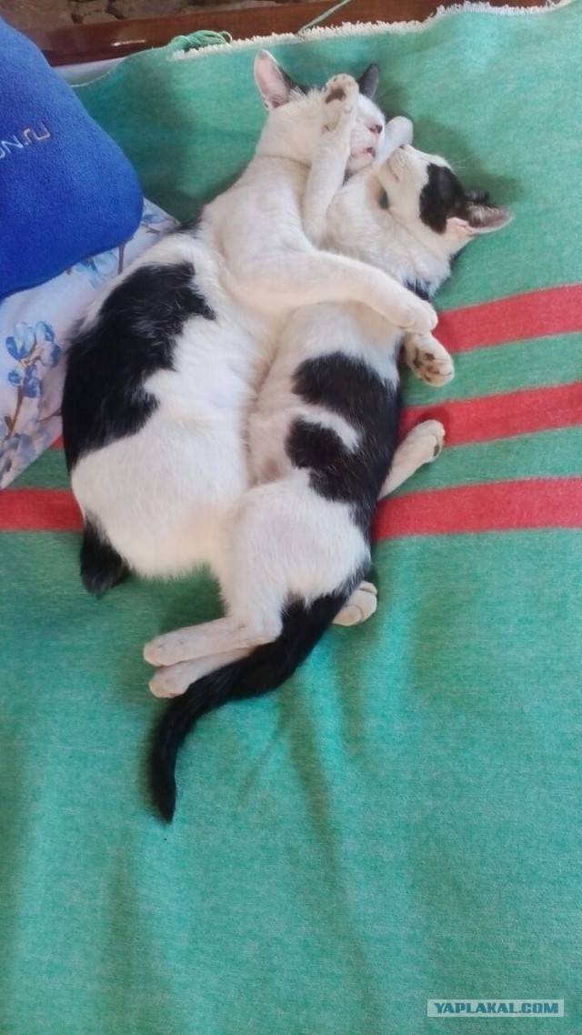 Котовторник 30.08.2016