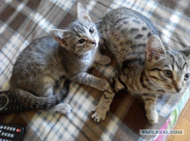 Найденыши (Кото понедельник)