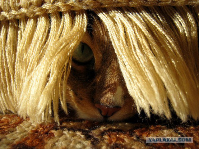 Котопрятки