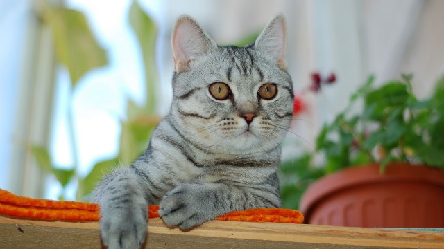 Коты из сети