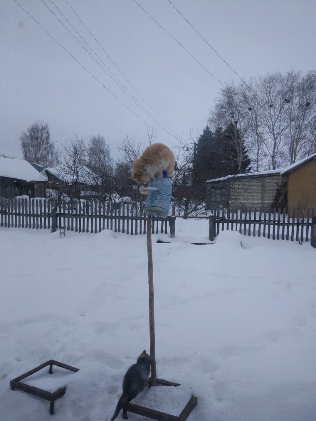 Котовторник 21.02.2017
