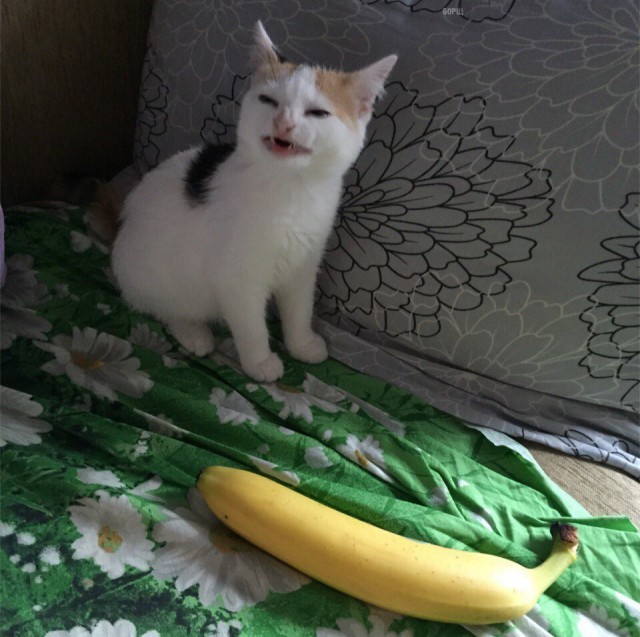 Коты и Кошки