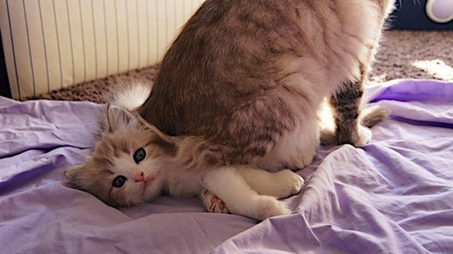 Коты и Кошки