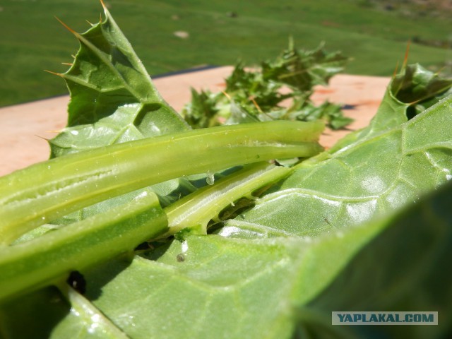 Обед из чертополоха