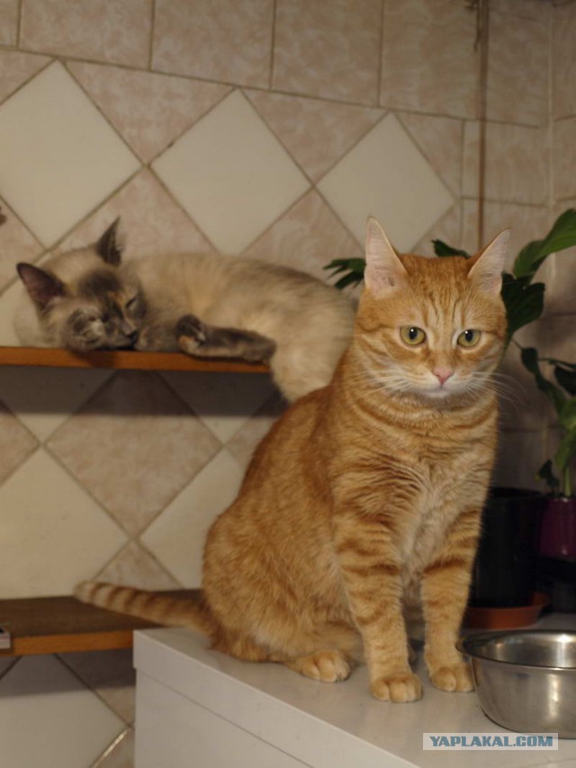Кошачье пополнение