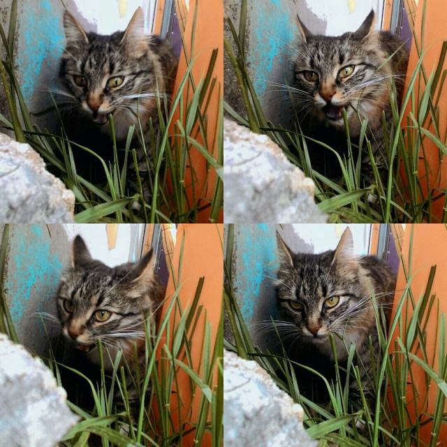 Коты и Кошки