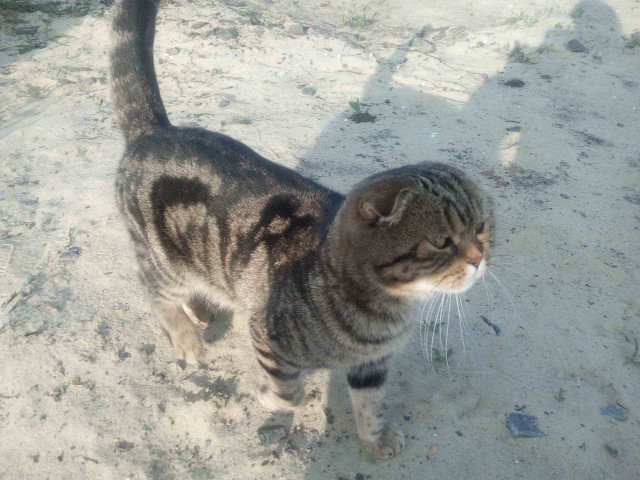 Котовторник 1.08.17