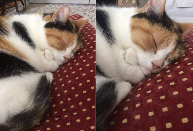 24 кота, которые подняли дерзость на новый уровень