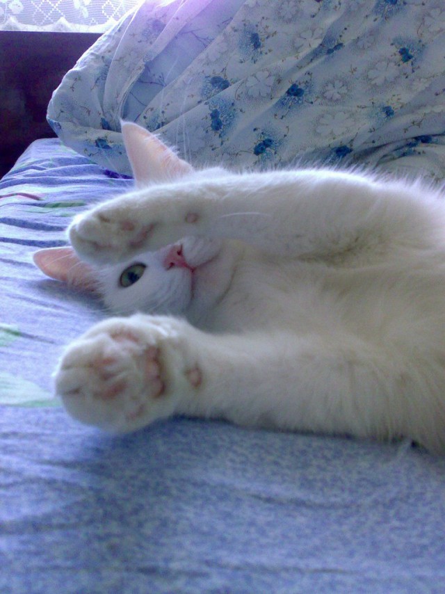 Коты и Кошки