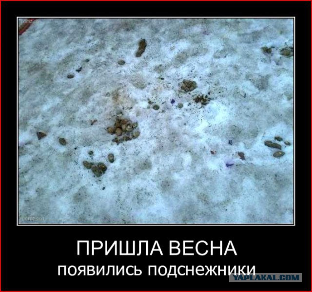 Весна. Фекалии