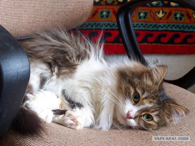 Котовторник на ЯПлакалъ