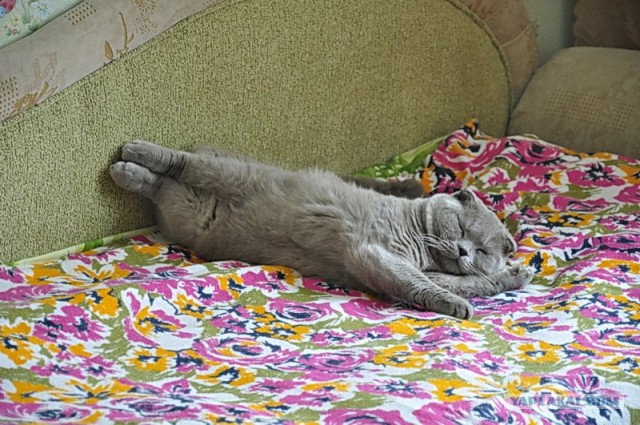 Котовторник объявляется открытым!