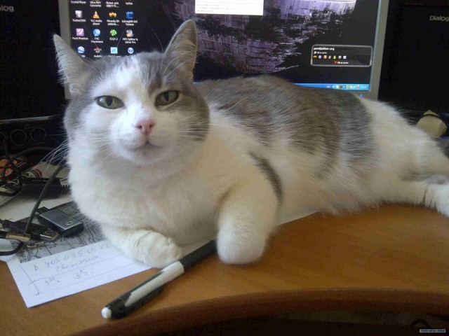 Котовторник! 08.11.11