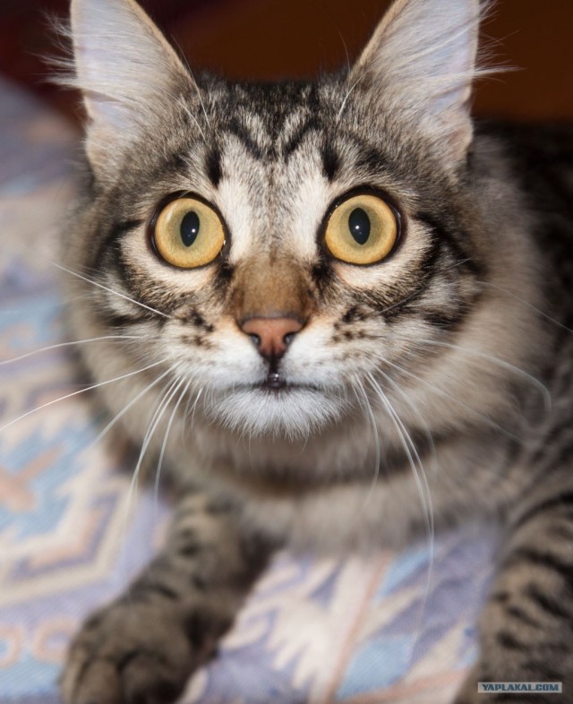Ну и где ваш котовторник?