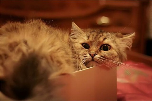Котовторник 13.12.11 - магическе числа