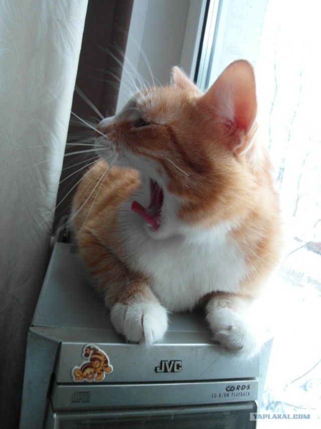 Котовторник (21.02.2012)
