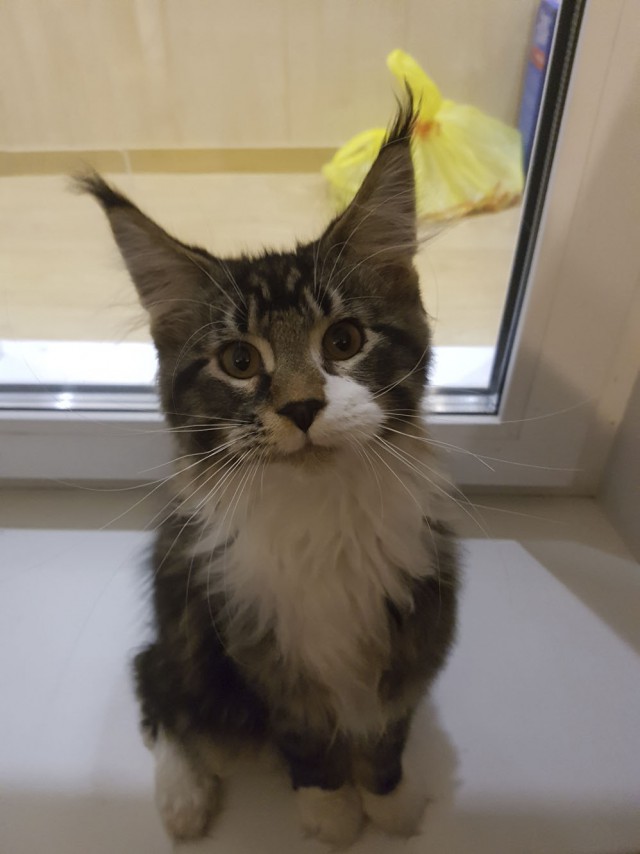 20 снимков с кисточками, доказывающих, что прекраснее мейн-кунов могут быть лишь котята мейн-кунов