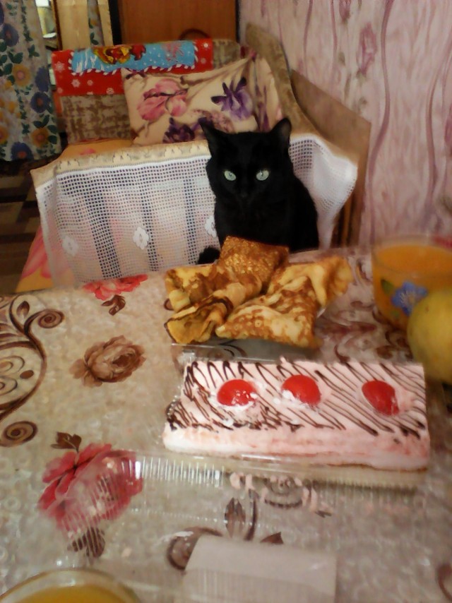 Забавные картинки с котами из сети