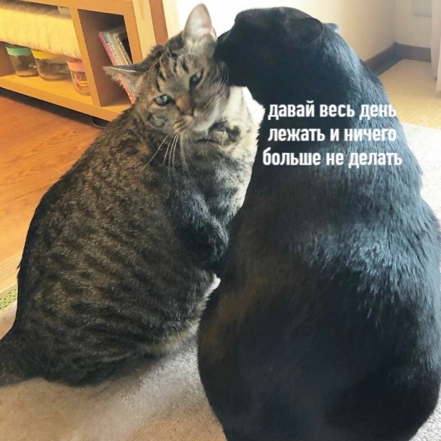 Чуток картинок не про вирус  18.0.  Животные