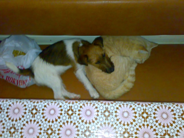 Шарик с друзьями