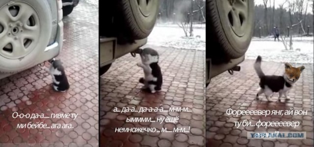 Кошак токсикоман