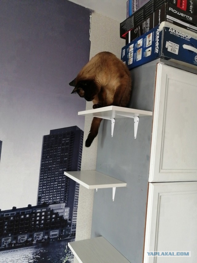 Вторник-кото