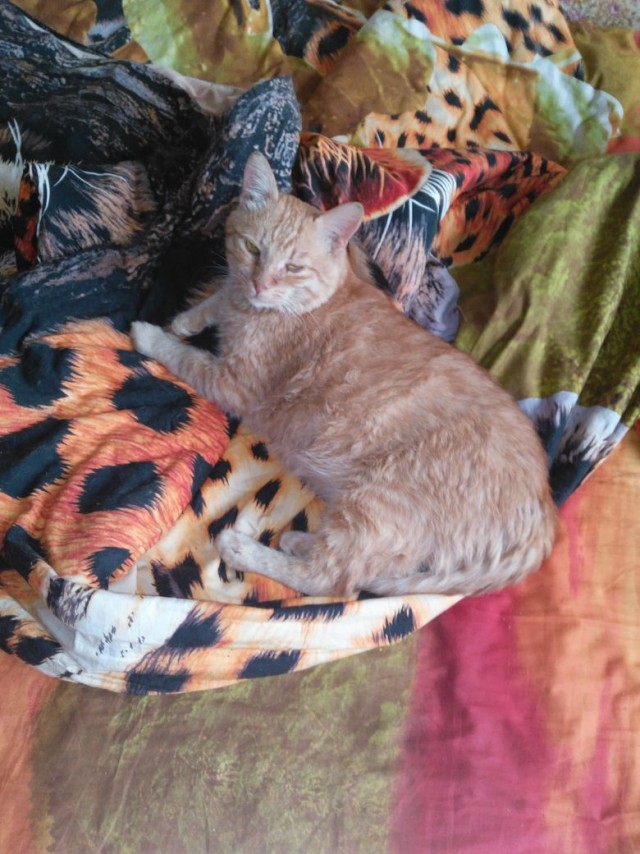 Вторник-кото