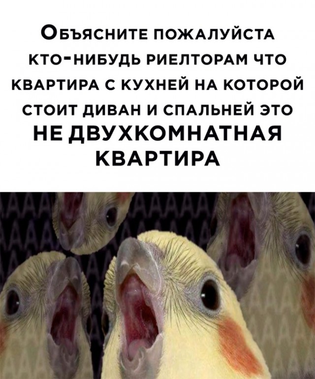 Весёлый полтишок 8.06.21