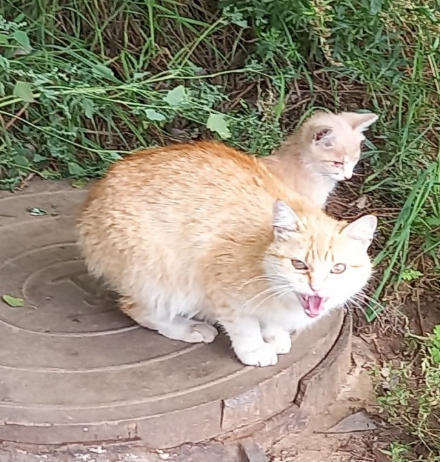 Котовторник 28.09.21