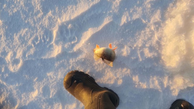Рыбалка зимой на Ветлуге