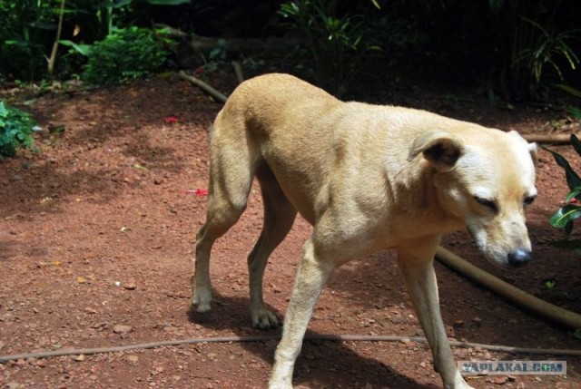 ГоА свои впечатления