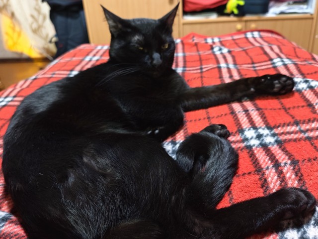 Мой котяра