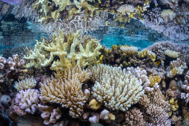 12 сцен морской жизни: полюбуйтесь на потрясающие снимки призеров и финалистов фотоконкурса Ocean Photographer of the Year 2024