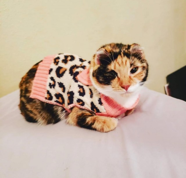 Трёхцветная кошка без ушек и хвоста