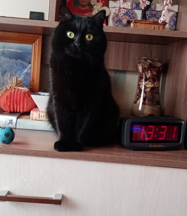 1 марта - день котов и кошек