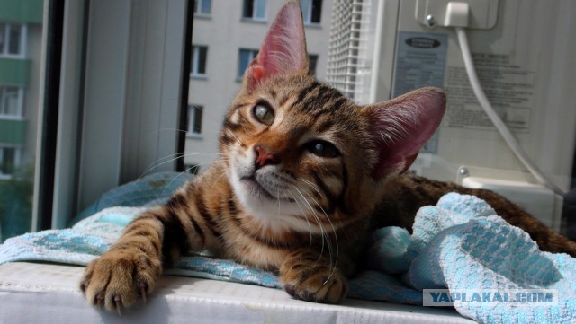 О бенгальских котах на наглядном примере