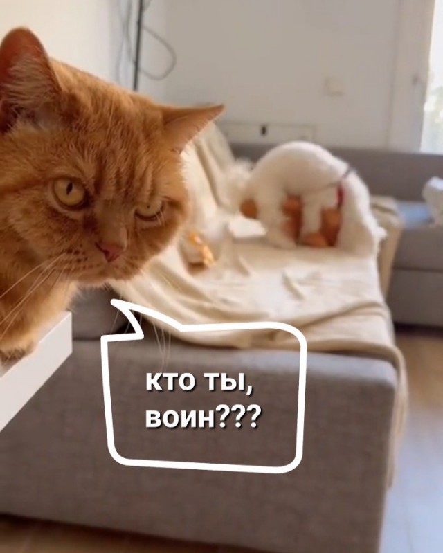 Хозяйка, что ты ТАКОЕ завела?!