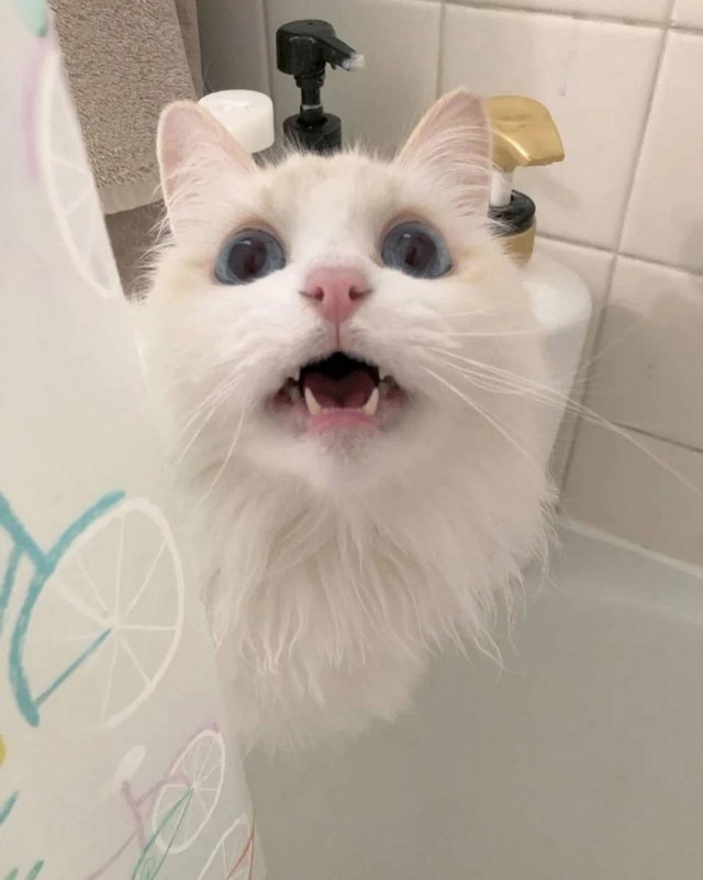 Чутка кошек