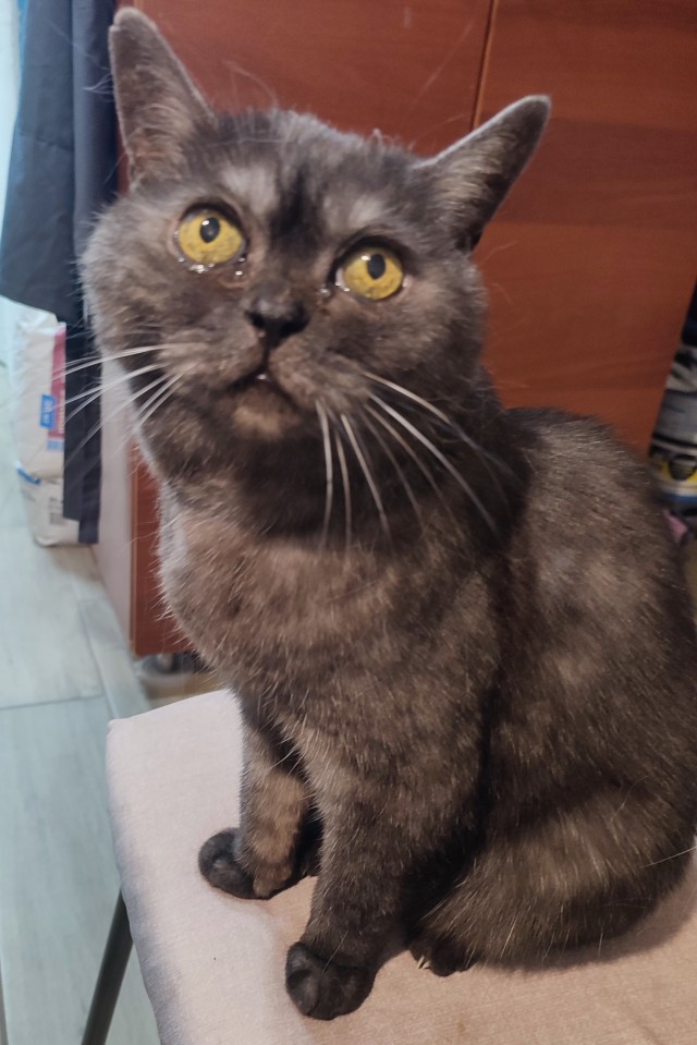Привет, котовторник.