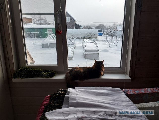 История одного котенка