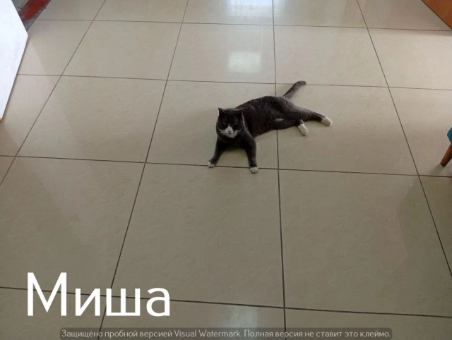 Жизнь домашнего приюта "Котоленд" 536