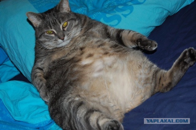 Ищу фото кота