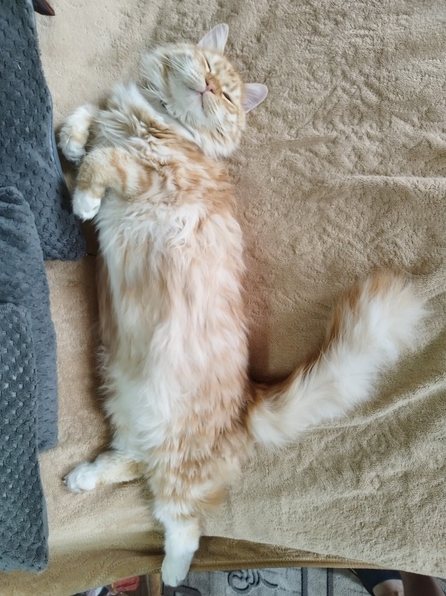 Очередной котовторник