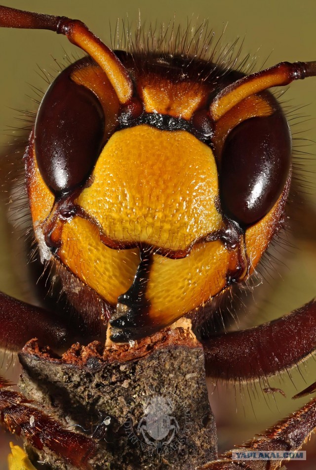 Шершень (Vespa crabro)